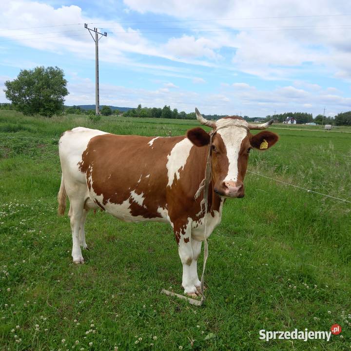 Sprzedam Krowę podkarpackie Jedlicze