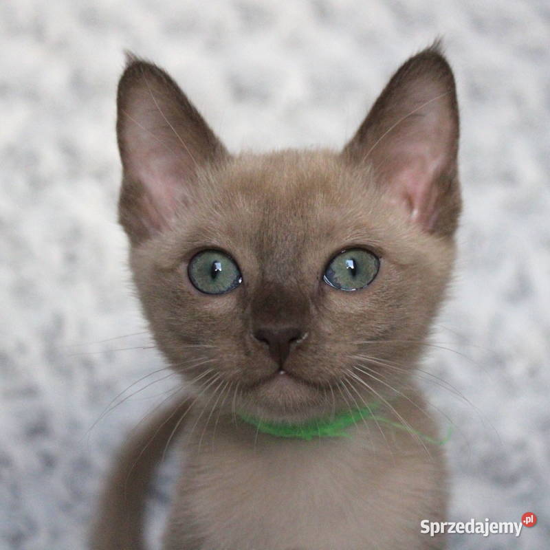 Kocięta tonkijskie kot tonkijski hodowla Zona Grudziądz