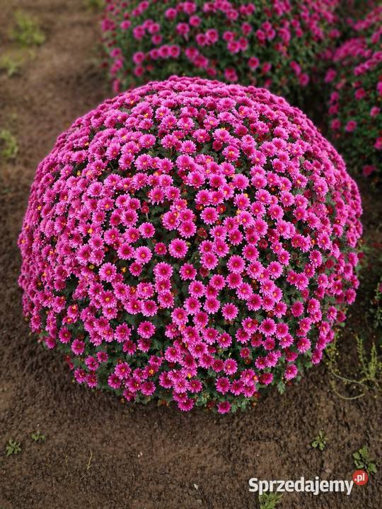 Chryzantema doniczkowa PRODUCENT hurt CZSK Kraków
