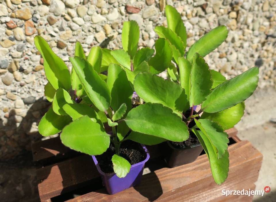 Żyworódka Pierzasta Kalanchoe Pinnata lecznicza Ogród mazowieckie Pruszków