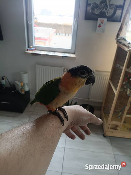 Barwinka ręcznie karmiona śląskie Lubliniec