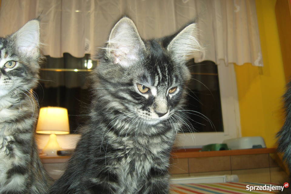 Pręgowany kocurek Maine Coon Koty Aleksandrów Łódzki