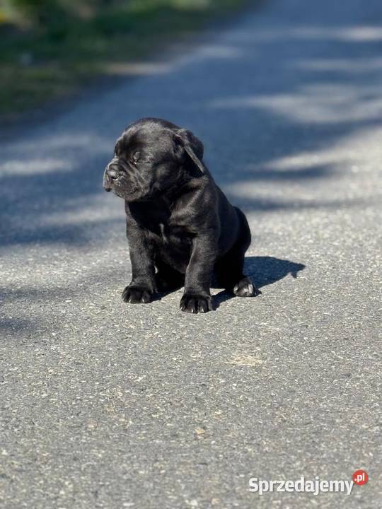Piękna czarna suczka Cane Corso ZKwPFCI Cane Corso