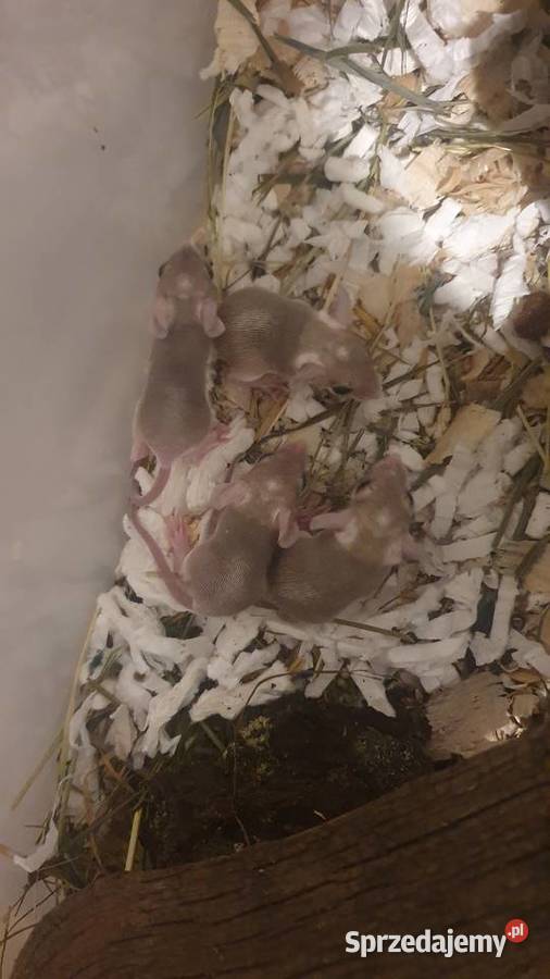 Kolcomyszy skalne Acomys cahirinus Wrocław sprzedam