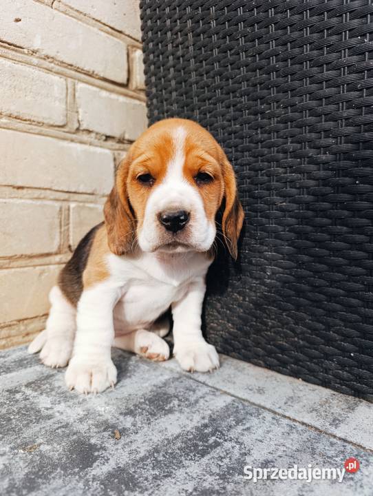 Beagle tricolor szczeniak Beagle Sokołów Podlaski