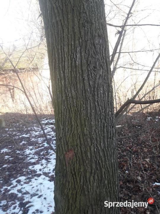 Drzewo lipa na pniu Wiślica