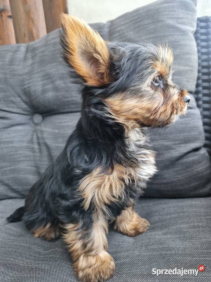 Yorki szczeniaki York Klecie sprzedam