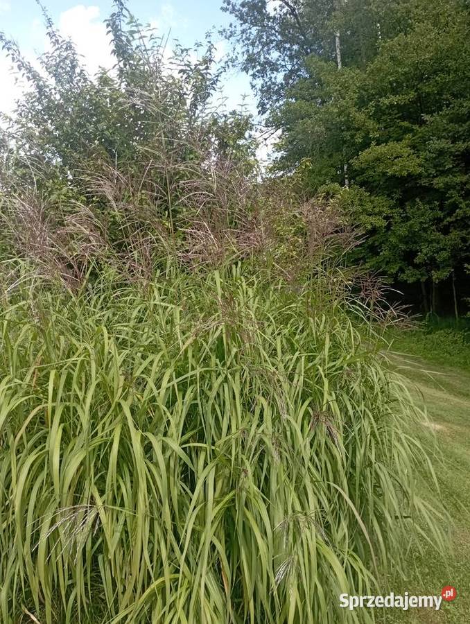 Sadzonki miskanta Grodzisko