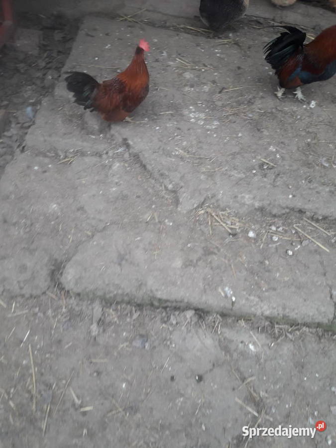 Kogutki male i średnie Czarnocin