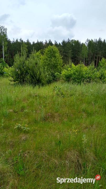 Działka rekreacyjna sprzedam Trzepnica