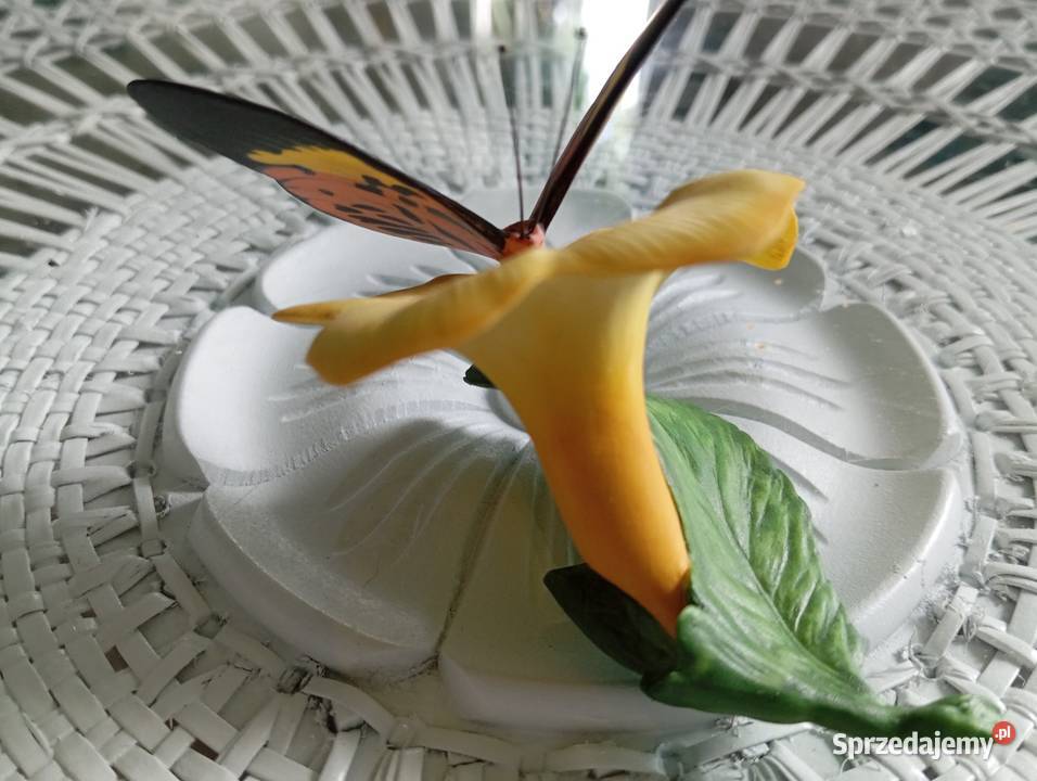 Porcelanowy motyl Franklin Zielona Góra sprzedam