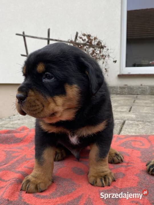 Sprzedam pięknego pieska rasy Rottweiler wielkopolskie Ostrów Wielkopolski sprzedam