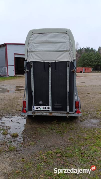 Przyczepa do przewozu koni zwierząt Atec wynajem Do przewozu koni Jastrowie