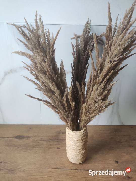 Suszone trawy palemki Pozostałe Kultura i Rozrywka Kraśnik sprzedam