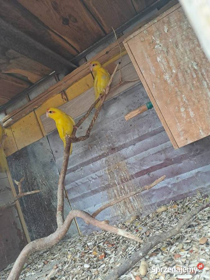 sprzedam papugi kozy