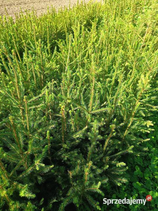 Świerk pospolity 40 35 70 sortowane Szczecinek