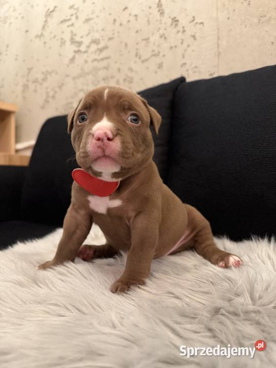 Suczka American Bully Pocket Inowrocław