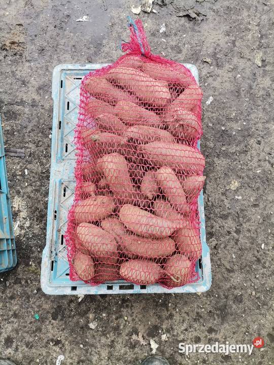 SPRZEDAM WARZYWA WSZYSTKIE WARZYWA POSIADAM Proszowice