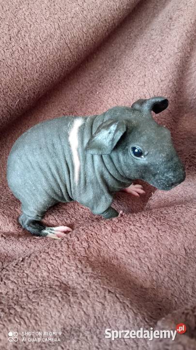 Świnki morskie Skinny mazowieckie Józefosław