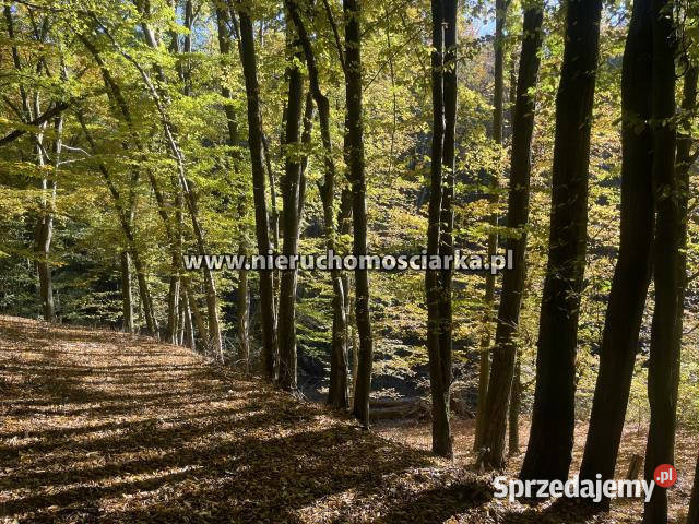 Grunt 15327m2 Syrynia 380m