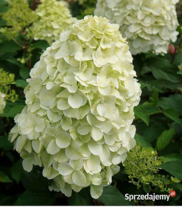 HORTENSJA BUKIETOWA HERCULES sadzonki w Ustronie
