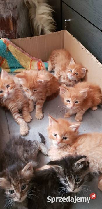 Kocięta Maine Coon zarejestrowana hodowla Becik