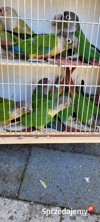 papugi rudosterki zielonolice