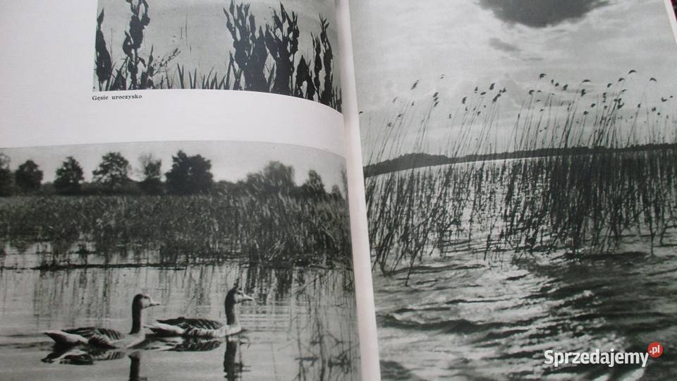 Ksiązki przyrodnicze przyroda las Bianki