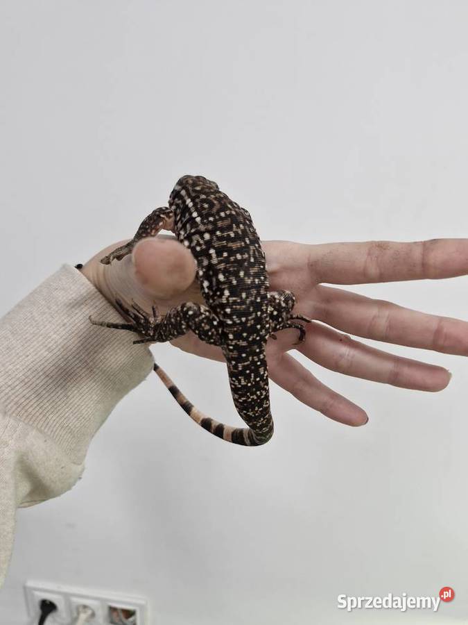 Teju Różowy Teju Czerwony dolnośląskie