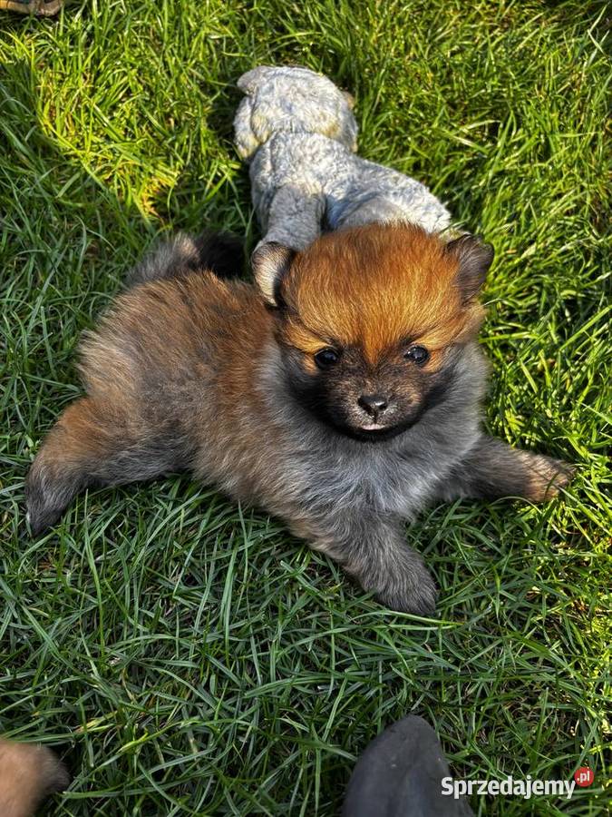 Szpic miniaturowy pomeranian świętokrzyskie Pawłów