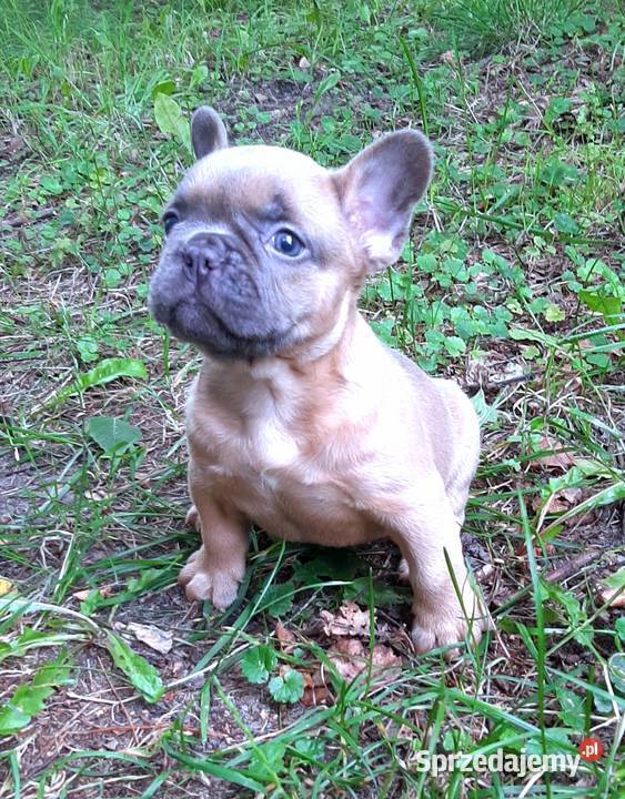 Buldog francuski piekny piesek Pabianice