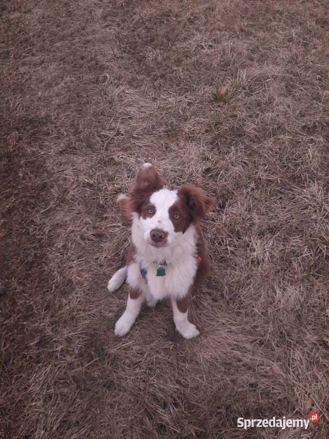 Border Collie chocolatewhite czekoladowobiały Dąbrowa Górnicza