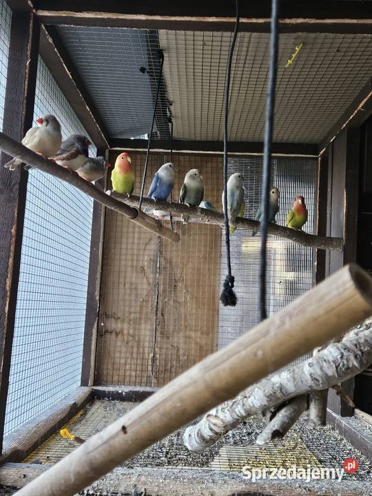Papugi aleksandrety księżniczki Walii mazowieckie Pionki sprzedam