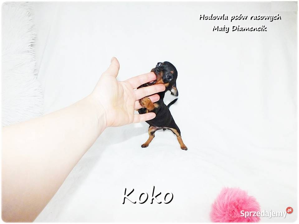 Ultra MINI Sunia KOKO Pinczer miniaturowy Żary sprzedam