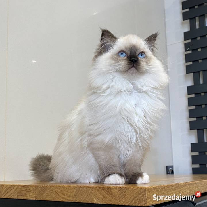 Kocurek ragdoll prawdziwy międzynarodowy rodowód Ragdoll Katowice