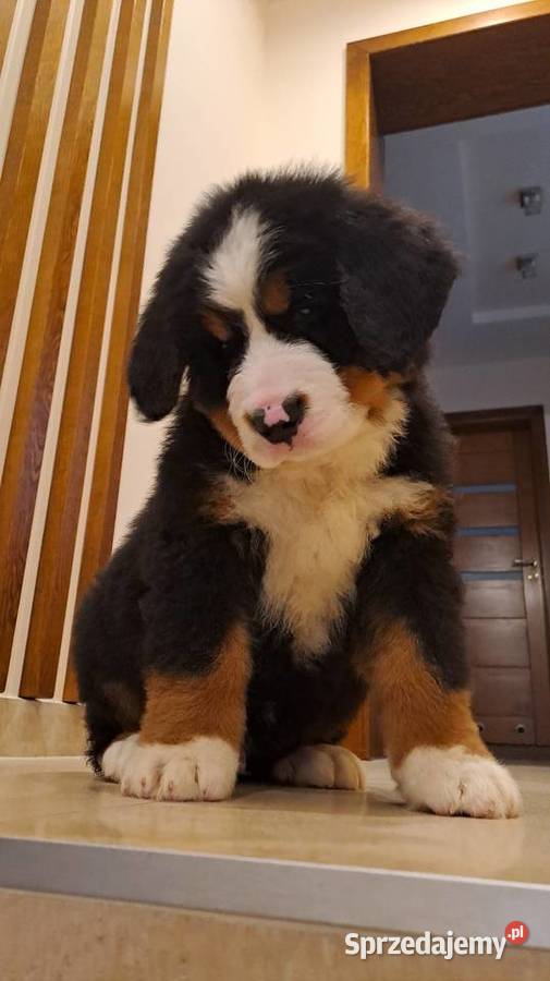 Berneński Pies Pasterski z rodowodem Wieluń