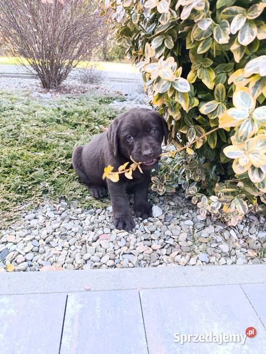 Labrador czekoladowe szczeniaczki Labrador małopolskie Tarnów
