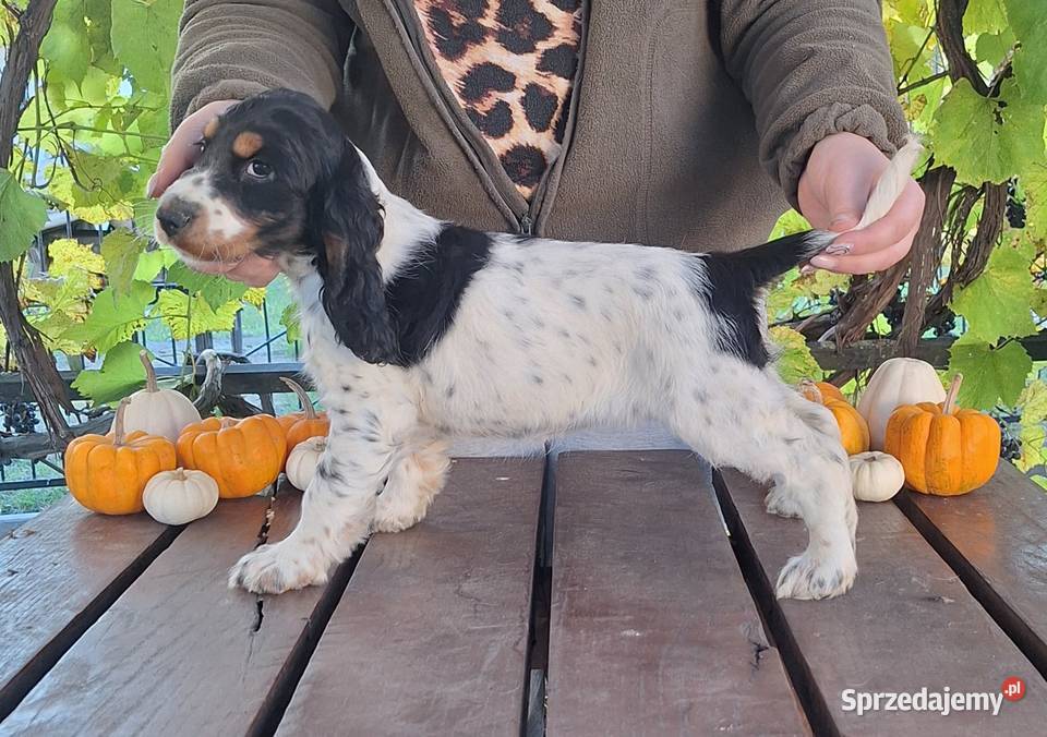 Cocker spaniel angielski kujawsko-pomorskie Kowal
