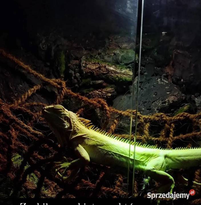 Okazja legwan albino Poznań