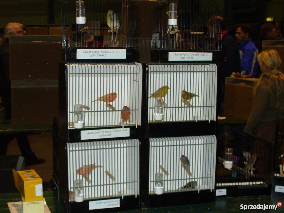 Ptaki egzotyczne giełda Zwolle Kraków