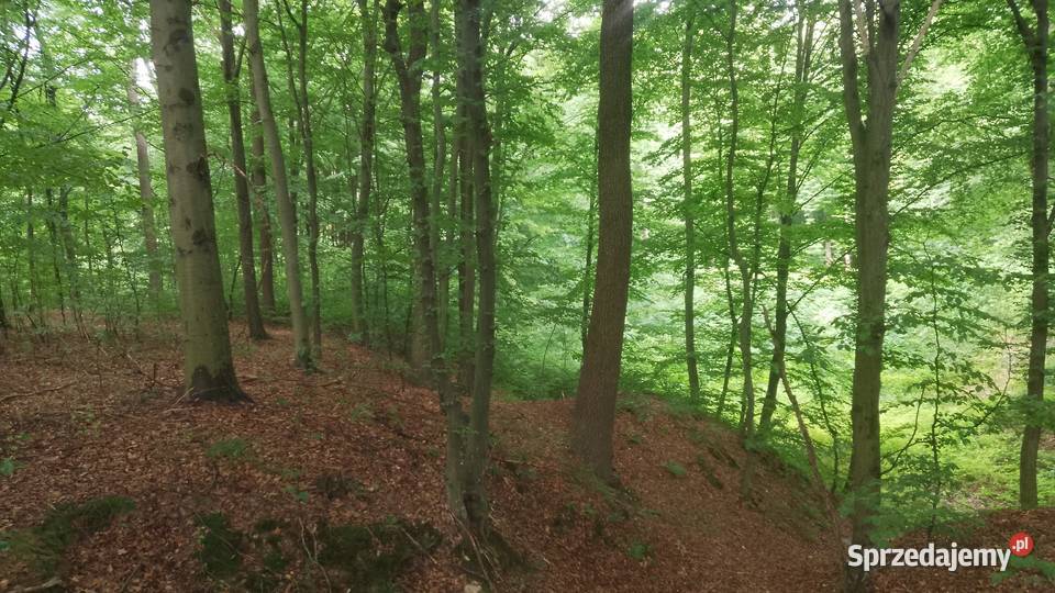 Las15arustalone granice Chmielnik Rzeszowski leśna podkarpackie