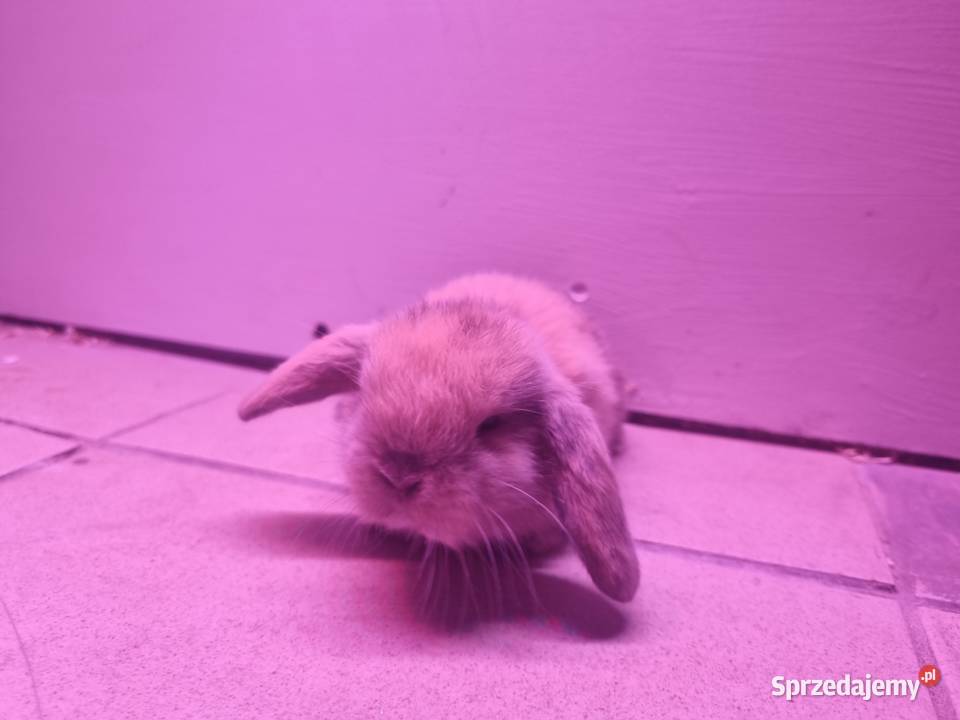 Królik baran baranek mini lop karzełek Rybnik sprzedam