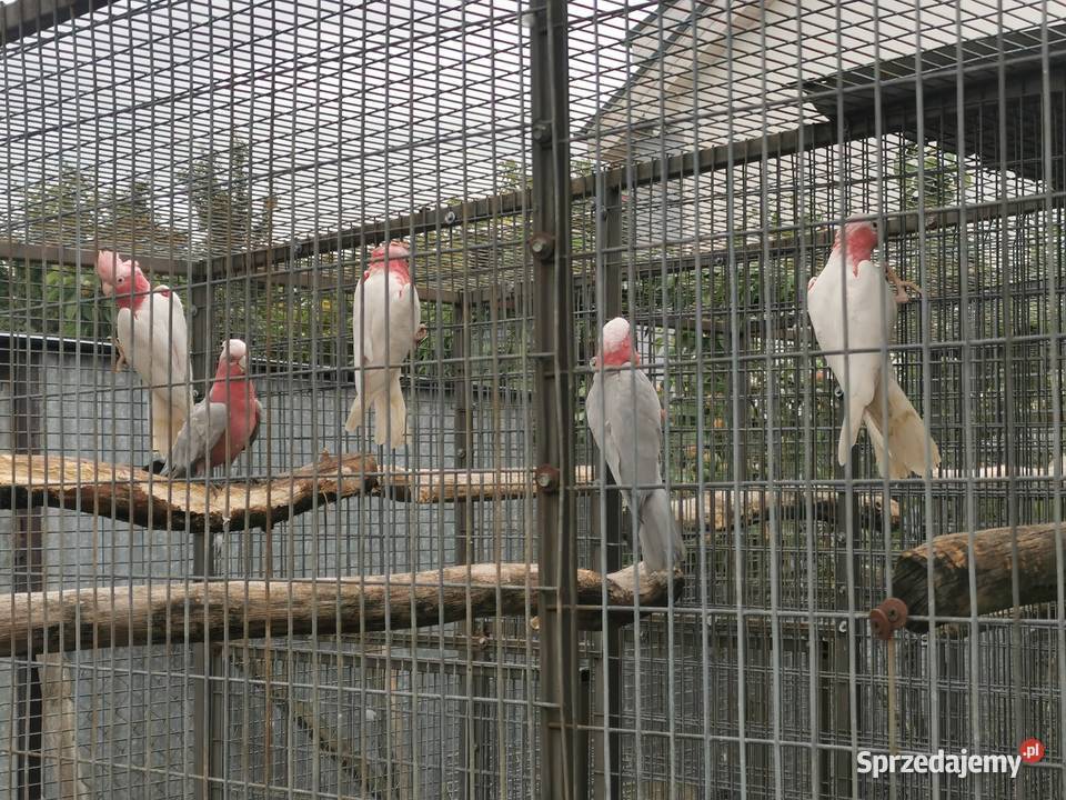 Barwinki Barwinka Bialobrzucha Pisklaki do Buk sprzedam