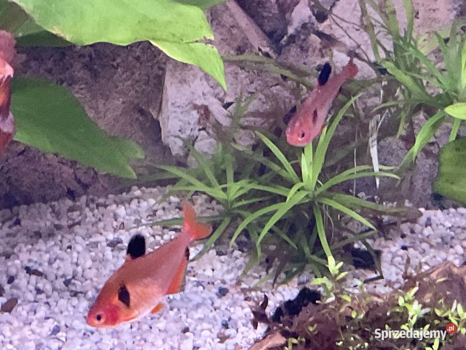 Sprzedam rybki 8 sztuk 30 Zwierzęta Sosnowiec