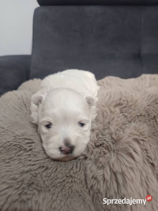 west highland white terrier suczka z rodowodamin West Highland White Terrier