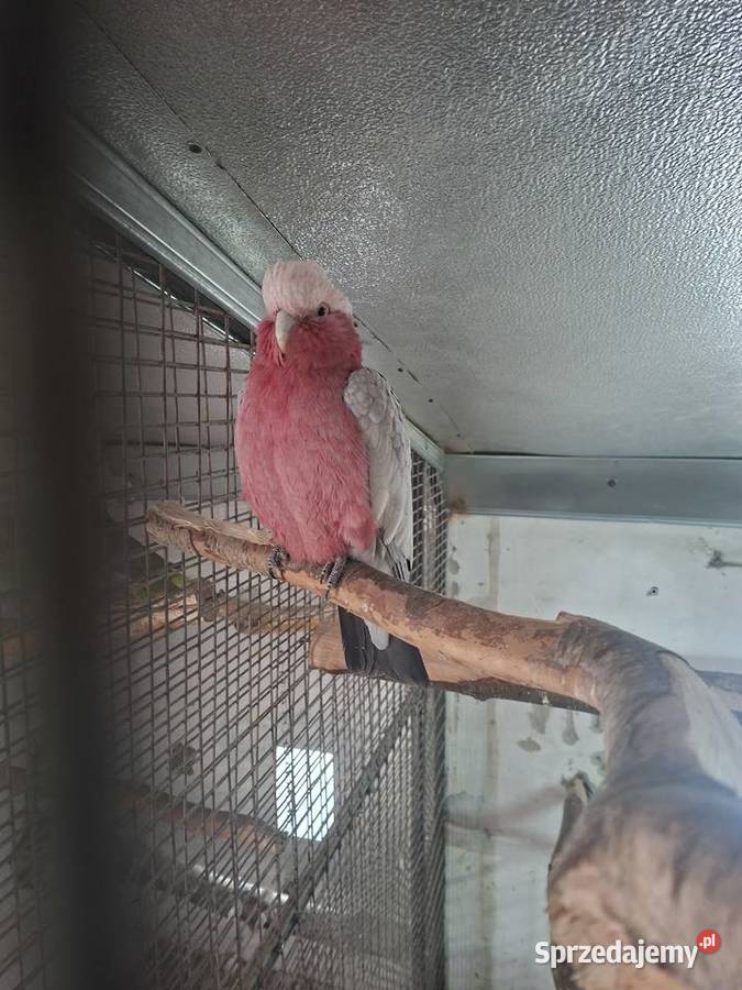 Para kakadu różowe Miejska Górka