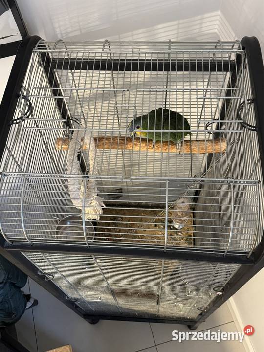 Papuga amazonka kurika niebieskoczelna małopolskie