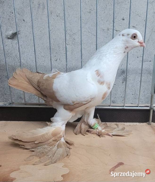 Widym polski gołąb Skierniewice