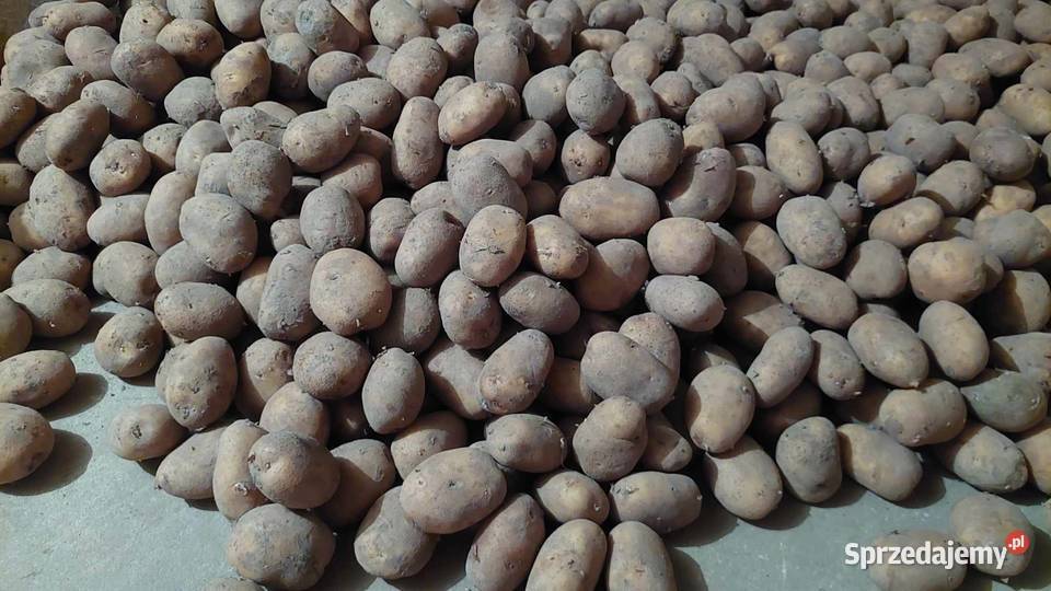 Ziemniaki jadalne Leżajsk