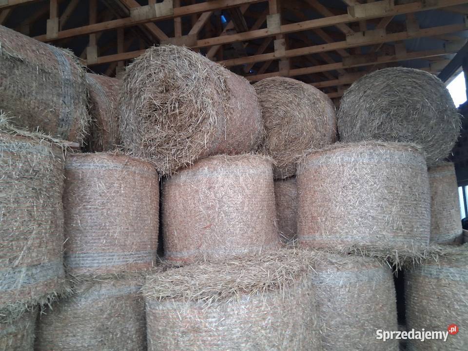 Słoma żytnia i owsiana sucha Stany